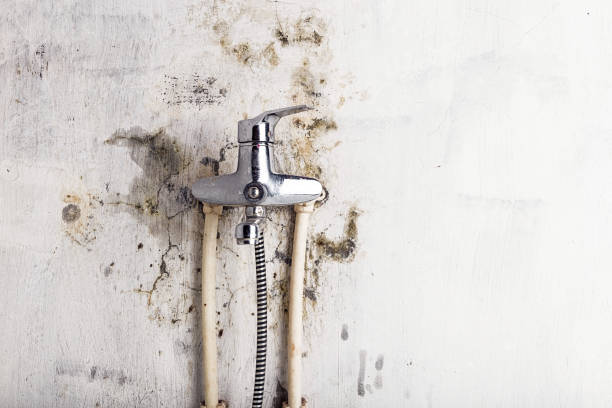 Best Basement Mold Remediation in Fruitville, FL