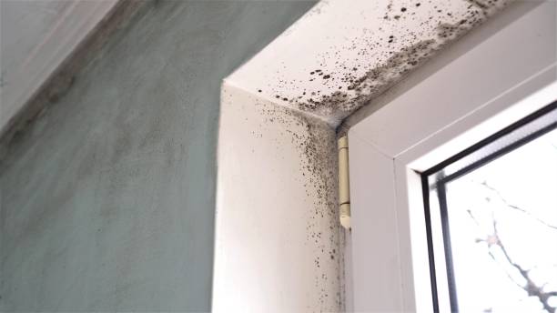 Best Mold Remediation for Specific Building Types in Fruitville, FL
