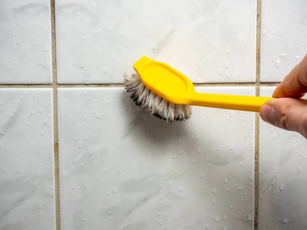 Professional Mold Remediation in Fruitville, FL