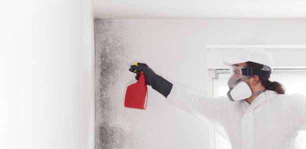Best White Mold Remediation in Fruitville, FL
